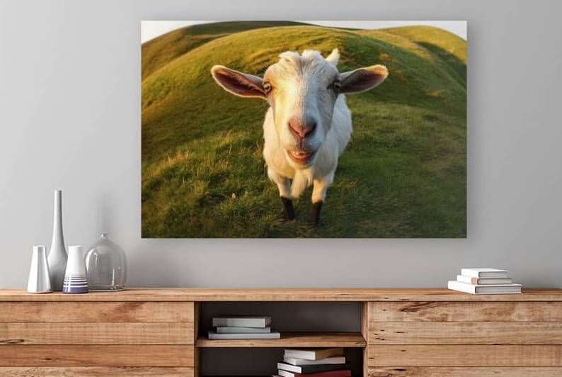 A goat looks at us by Iremia Tudor