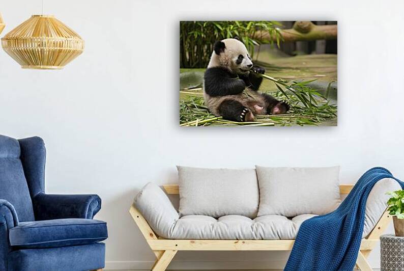 cute baby Panda eats bamboo by Violeta Popescu