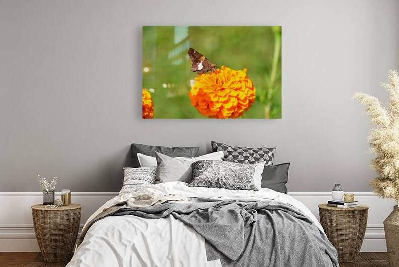 Marigold Thrones and Winged Kings by Click4Pix