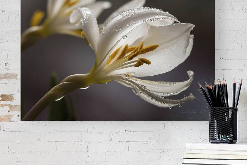 A stunning macro close up of a delicate white flo by Aurel Dobre