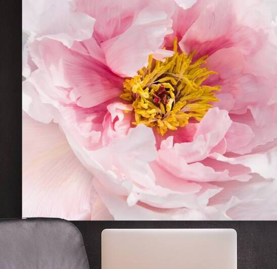 Peony Petals | Flower by Wildhood