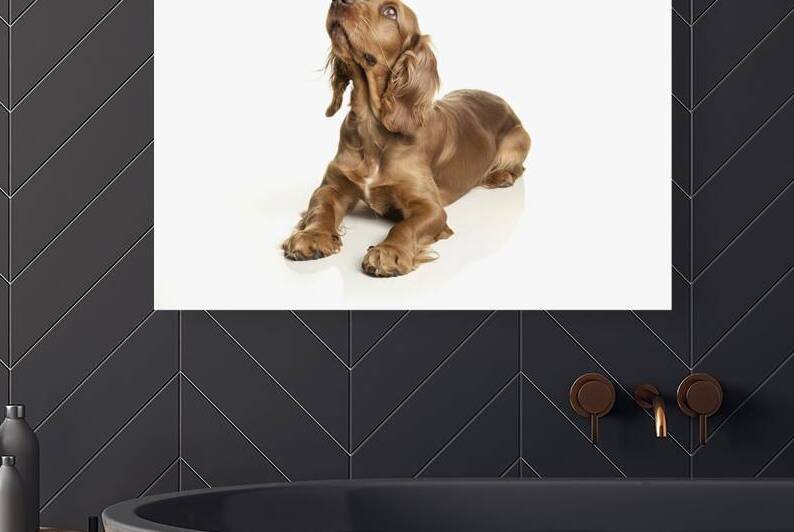 English cocker spaniel dog looking up lying and w by Ana Dragan