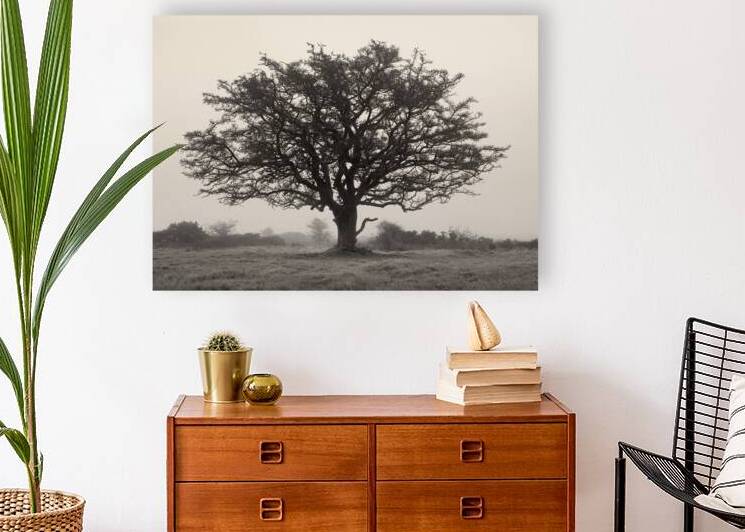 Exmoor Tree by Dave Bowman