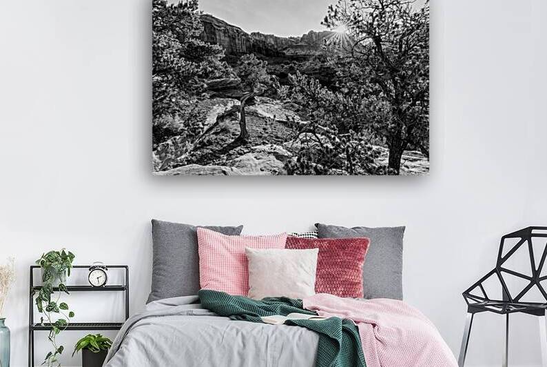 Capitol Reef Cedar Sunrays Sunrise Grayscale by Jennifer White