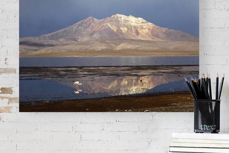 Chilean Flamingo at Lake Chungara on a stormy afternoon by Magical Andes Photography
