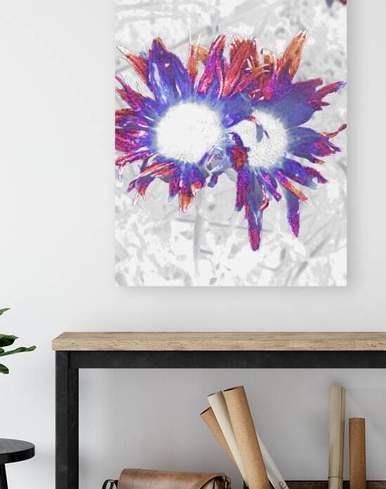 Abstract Daisy Duo in Blue and Red by Catriona Roberts Nature Photography and Designs