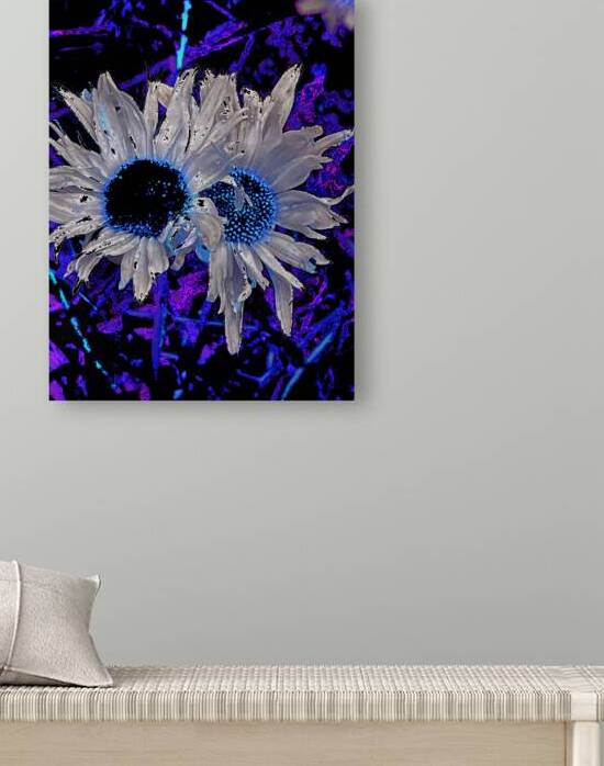 Abstract Daises Duo on an Abstract Background  by Catriona Roberts Nature Photography and Designs