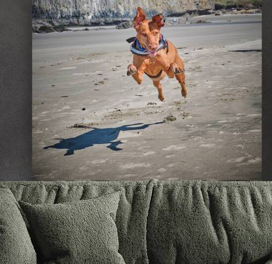 Flying Vizsla by Malcolm Cutchin Photography