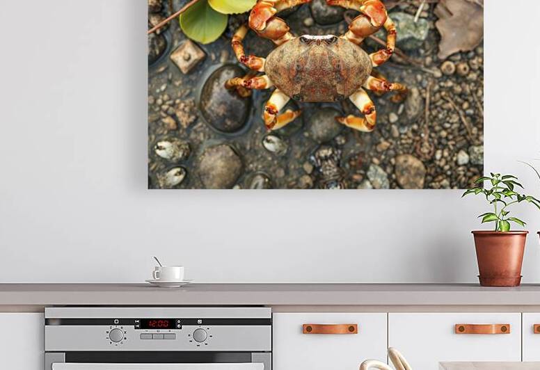 crab on wildlife 3 by Sofia Olinescu