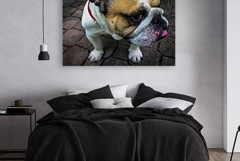 Bulldog by One Simple Gallery