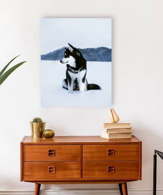 Alaskan Malamute Dog by One Simple Gallery