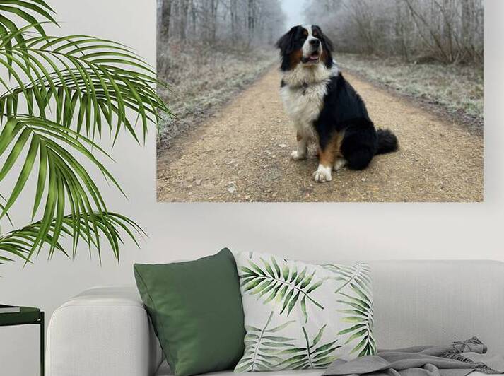 Bernese Mountain Dog by One Simple Gallery