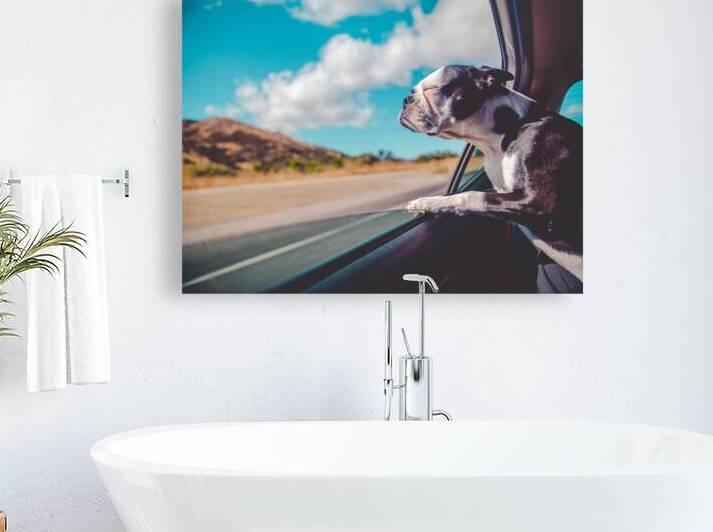 Boston Terrier Dog  by One Simple Gallery