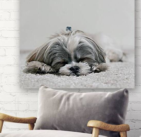 Shih Tzu Dog by One Simple Gallery