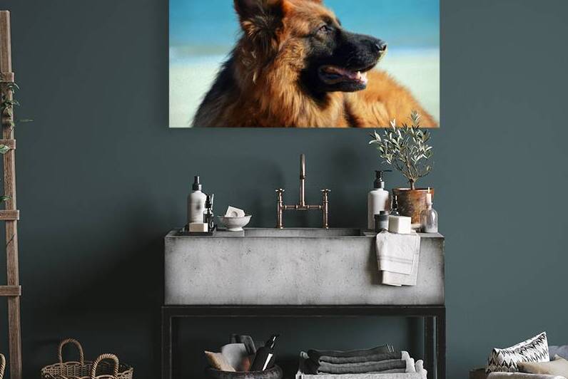 German Shepherd Dog by One Simple Gallery