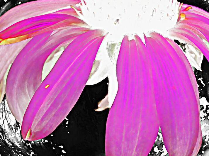  Abstract Pink Cone Flower by Catriona Roberts Nature Photography and Designs