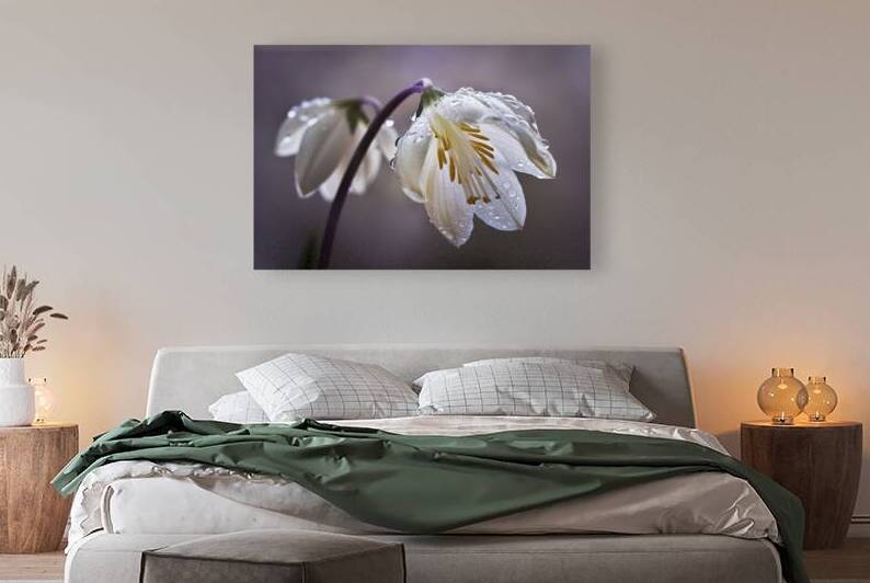 a delicate white flower in full bloom by Stoica Lilian