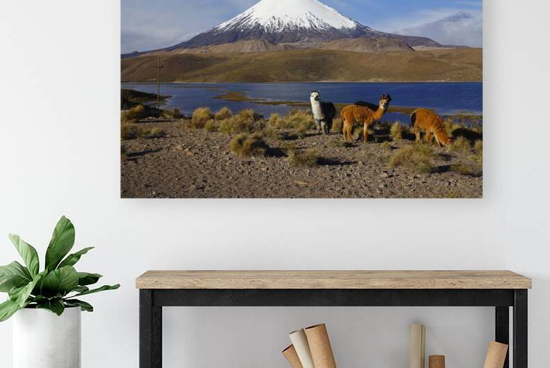 Alpacas Lake Chungara and Parinacota Volcano Chile by Magical Andes Photography