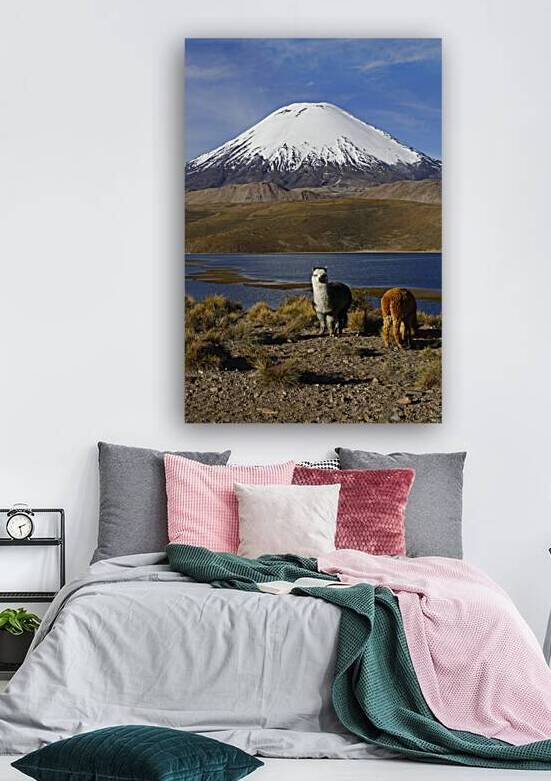 Alpacas and Parinacota Volcano Chile by Magical Andes Photography