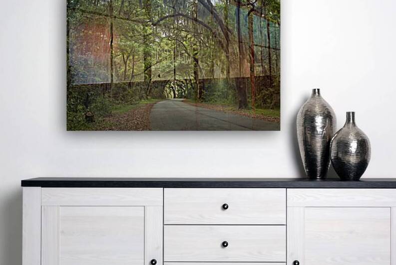 Trees covering a road by Images By Jon Evan