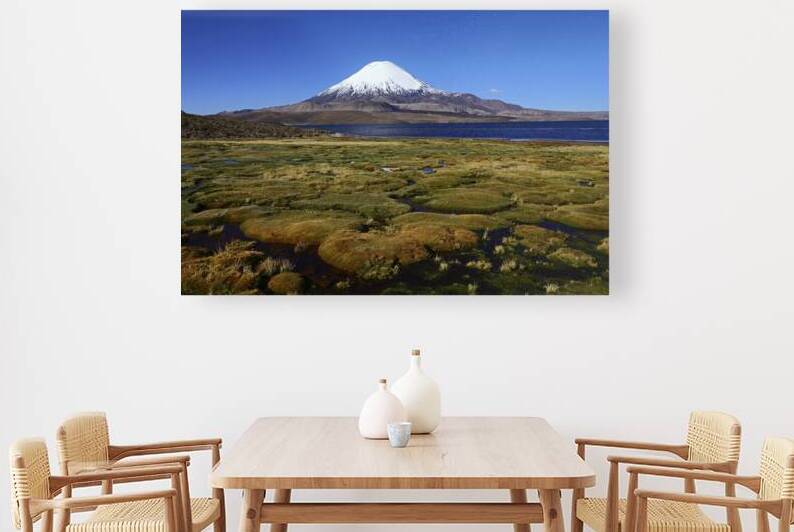 Bofedales on shore of Lake Chungara and Parinacota volcano by Magical Andes Photography