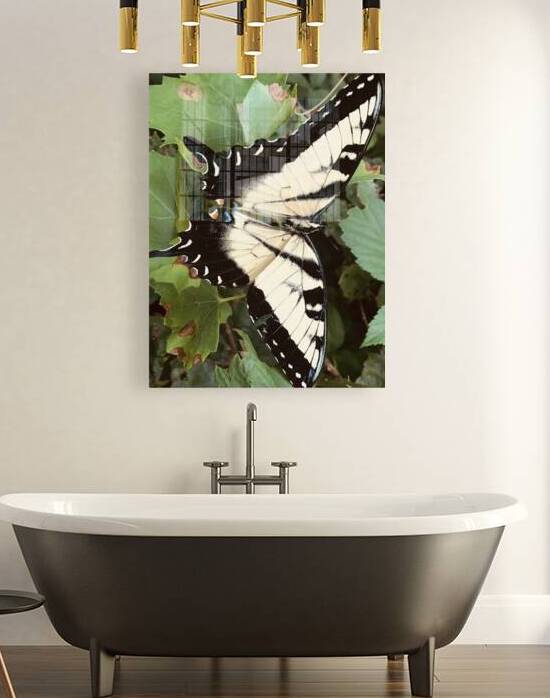 Eastern Tiger Swallowtail by WRR