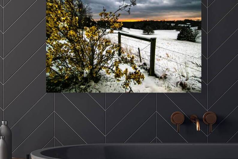 Virginia Farm  Forsythia Snowy Sunset by Norma Brandsberg Photography