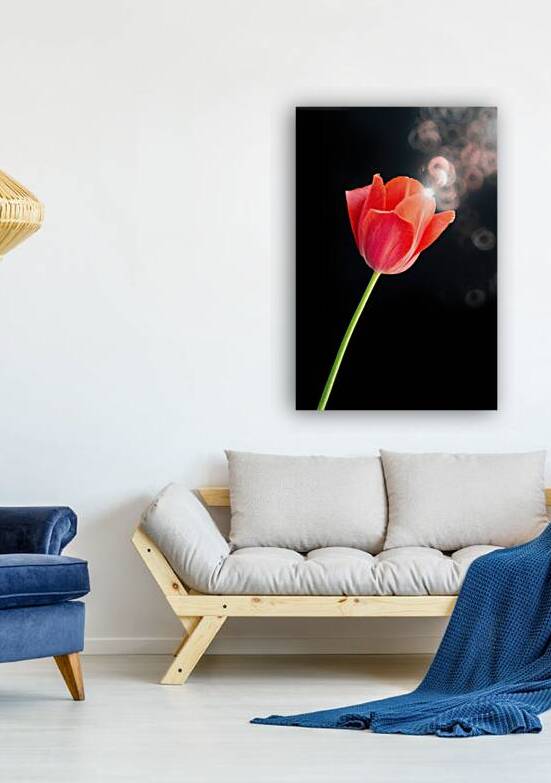 Red Tulip V by Joan Han