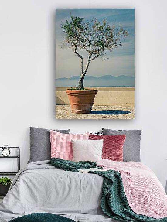 Olive Tree by Dave Bowman