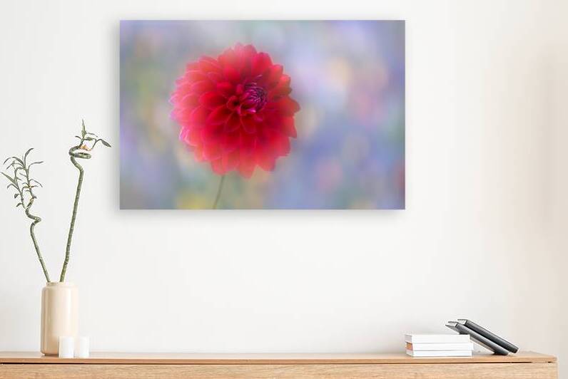 Red Dahlia Delight I by Joan Han