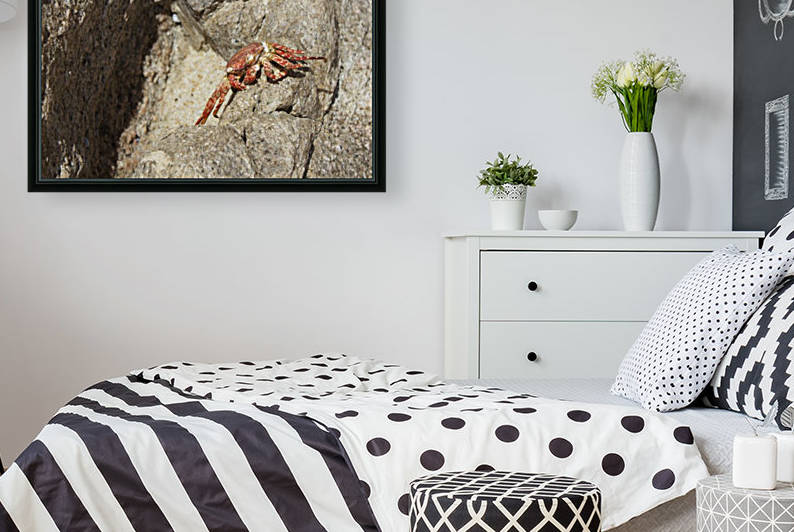 The little Red Crab by Wallshazam