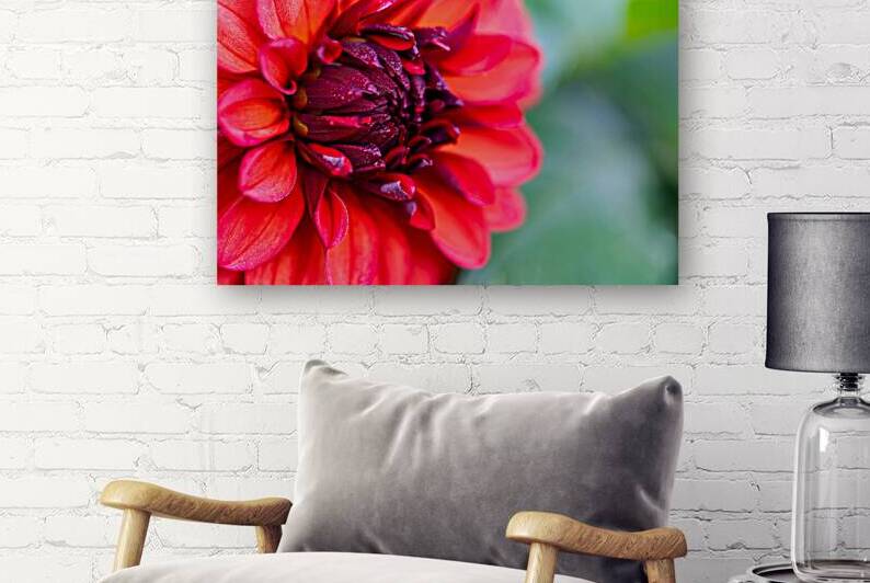 Vibrant Scarlet and Magenta Dahlia by Pisarek Photography