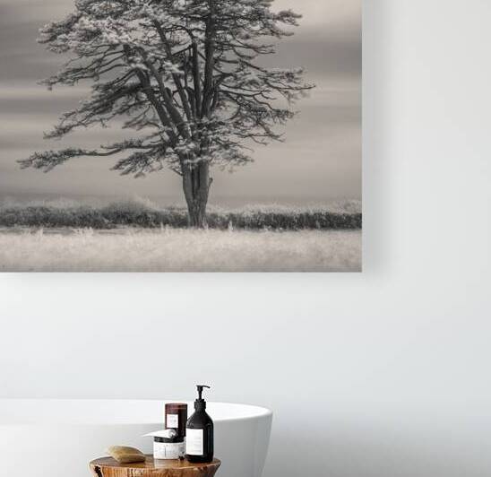 Llansteffan Cedar Tree by Dave Bowman