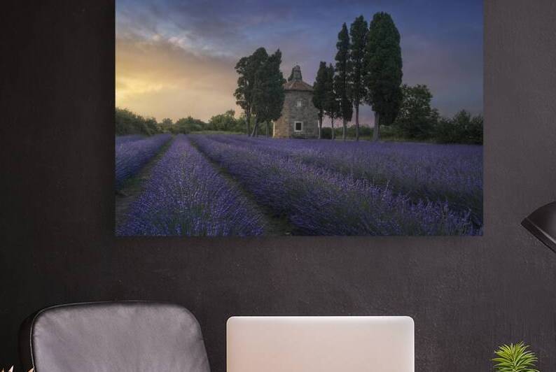 The lavender in San Guido Bolgheri by Stefano Orazzini