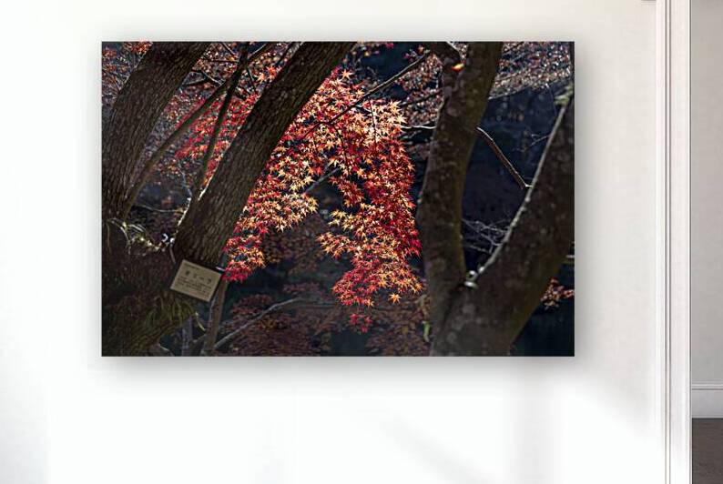 Red maple tree branch growing between two tree trunks in autumn by Gualtiero Boffi
