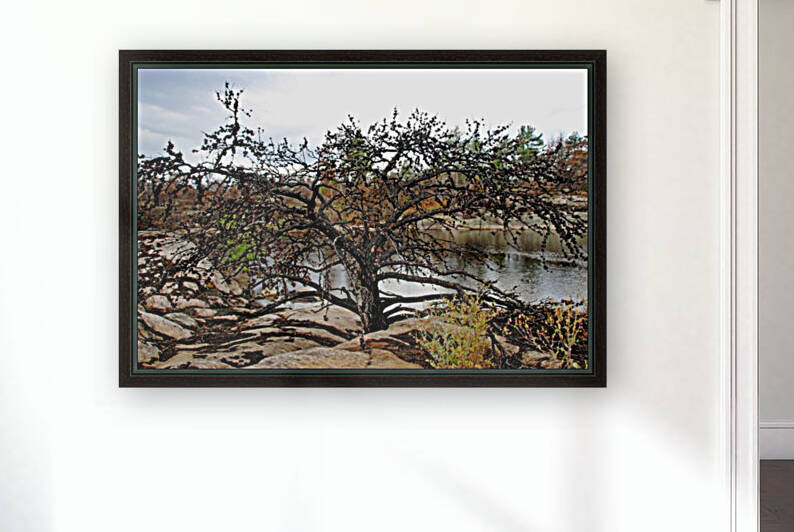 The Pine Tree by Deb Oppermann