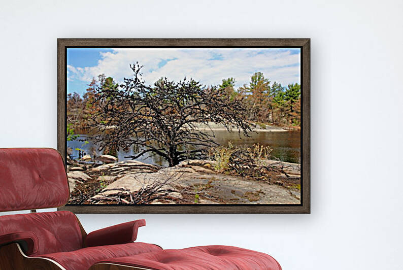 The Pine Tree I by Deb Oppermann