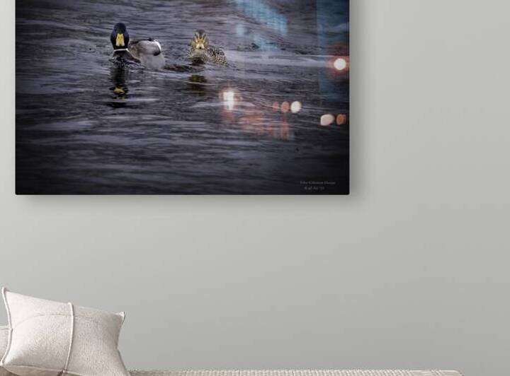 11529 Mallards Face a Face by John Gilsenan 