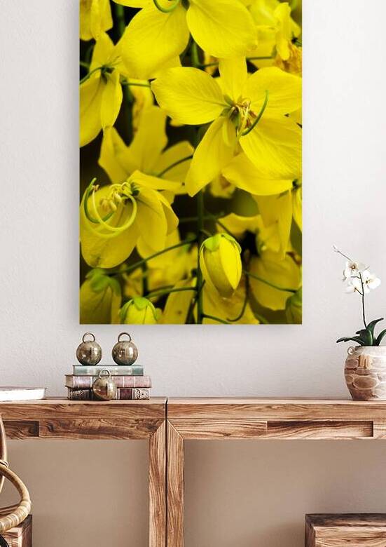 The yellow of laburnum flowers: Dien Bien Phu in full bloom by FrankPhotos