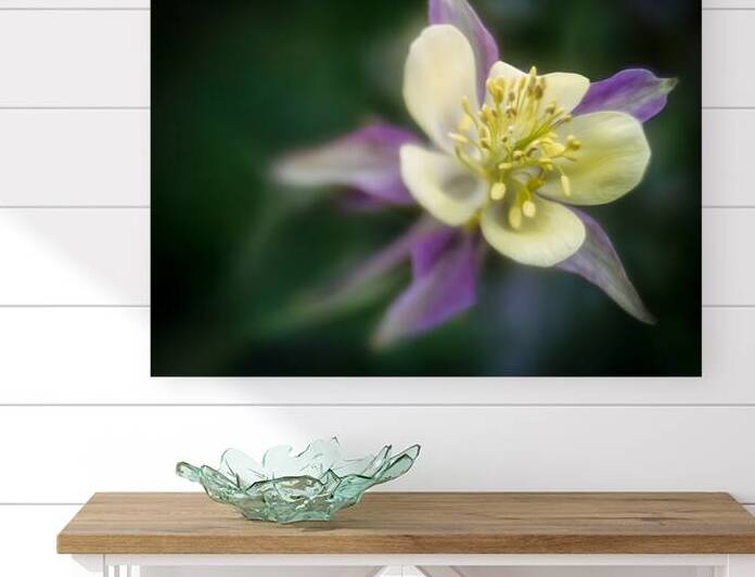 Spring Columbine Wildflower in the Pacific Northwest by Kathleen Reed