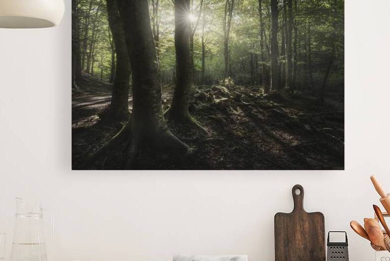 Three trees in the forest by Stefano Orazzini