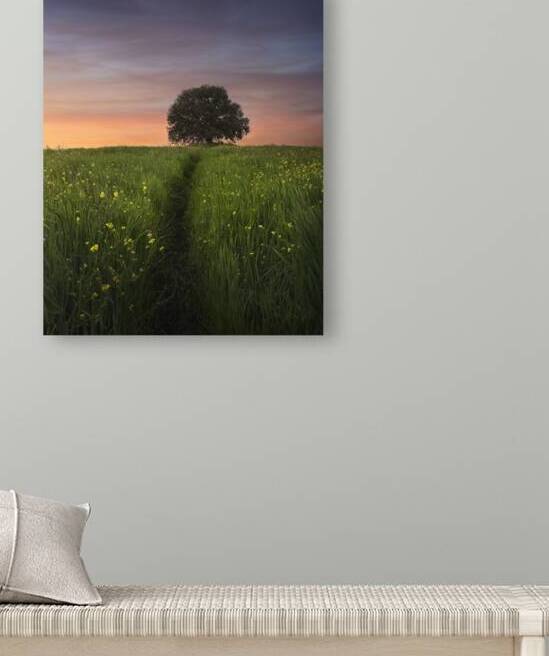 The holm oak of Pieve a Salti by Stefano Orazzini