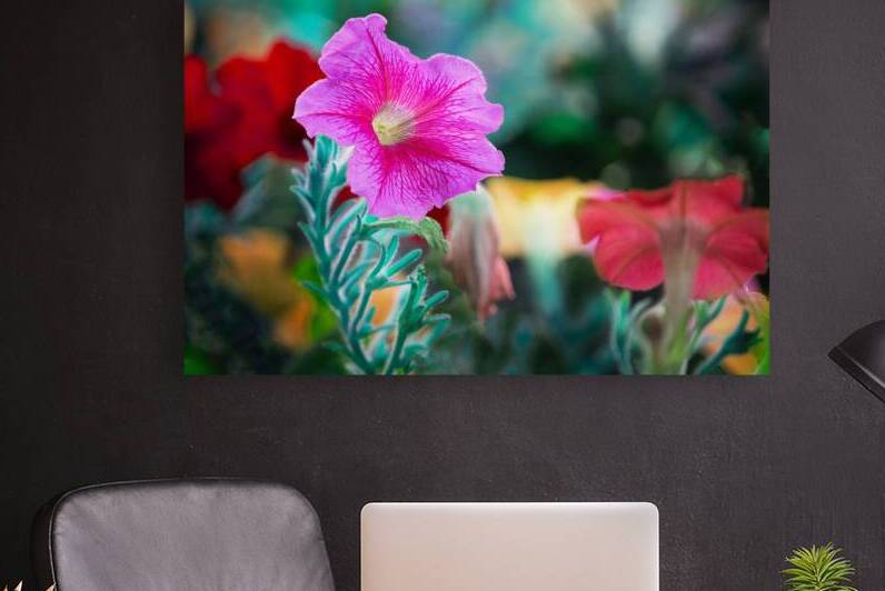 Colorful Morning Glories by Joan Han