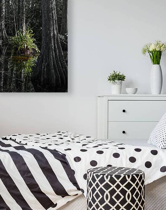 Ferns  Cypress trees at Kirby Storter Roadside Park. Florida. Black and White Landscape by Santiago Mazzola