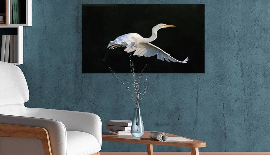 Egret 907 Indiana by Steve Gass