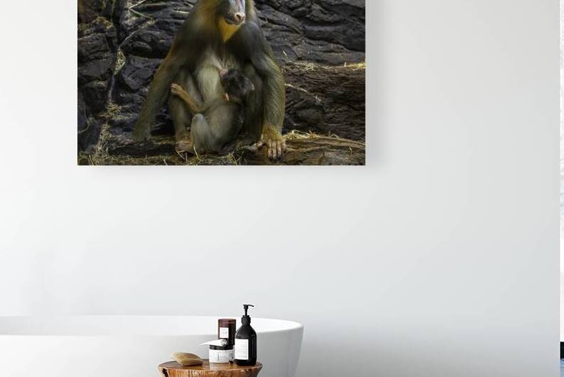 11532 Mandrill Monkey by John Gilsenan 