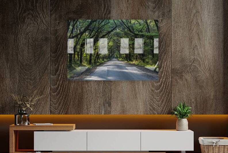 Canopy of Trees in Botany Bay by Images By Jon Evan