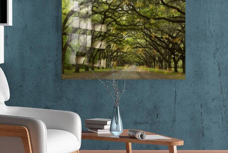 Canopy on the Plantation by Images By Jon Evan