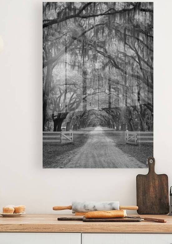 Tunnel of Oak Trees II by Images By Jon Evan