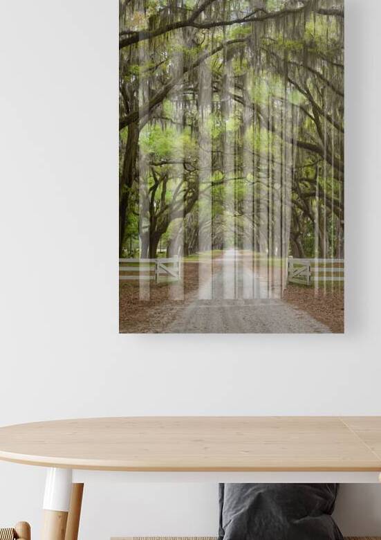 Tunnel of Oak Trees by Images By Jon Evan
